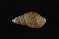 藏品(瘤蜷)的圖片